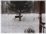 Deer outside kitchen window web1